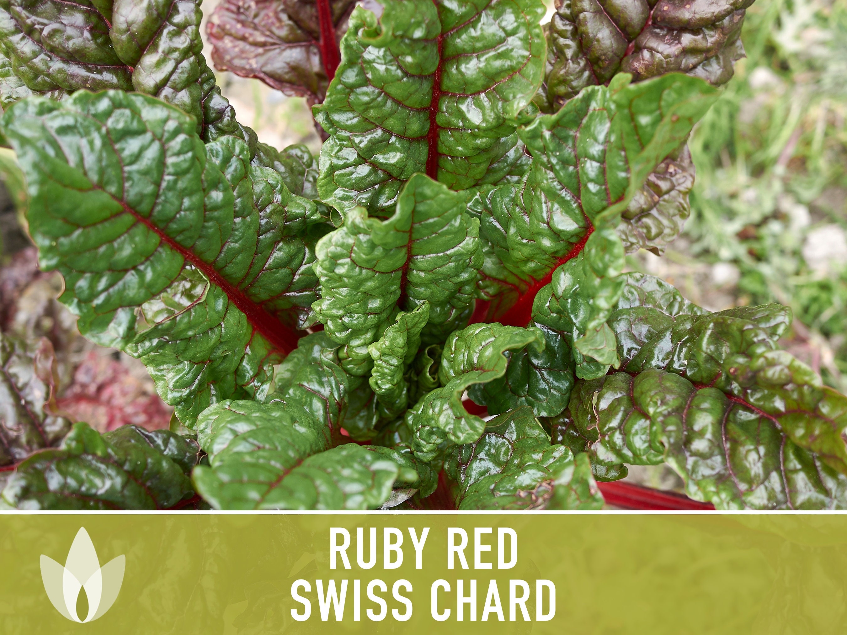 Ruby Red Swiss Chard Seeds – 50 Ct, Heirloom NON-GMO Vegetable Garden – FREE SHIPPING