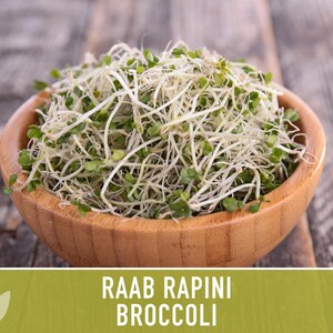 Broccoli Raab Rapini Heirloom Seeds image 7