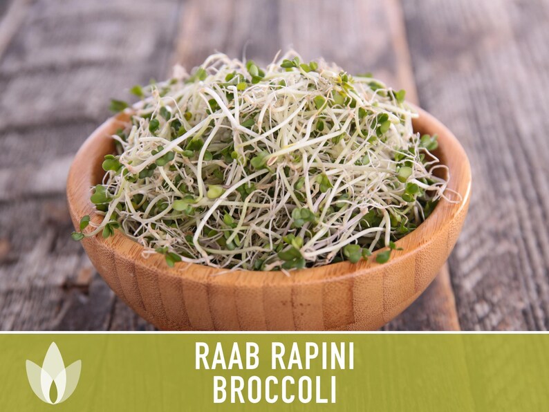 Broccoli Raab Rapini Heirloom Seeds image 7