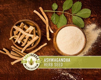 Ashwagandha Herb Seeds | 30+ Seeds, Organic, Heirloom Indian Ginseng, Medicinal, Withania somnifera