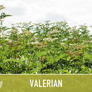 Valerian Herb Seeds | 50+ Seeds, Heirloom Medicinal Plant, Attracts Pollinators & Cats, Valeriana officinalis image 11