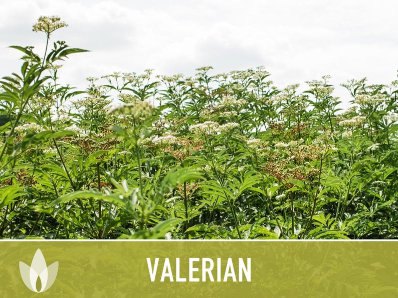 Valerian Herb Seeds | 50+ Seeds, Heirloom Medicinal Plant, Attracts Pollinators & Cats, Valeriana officinalis image 11