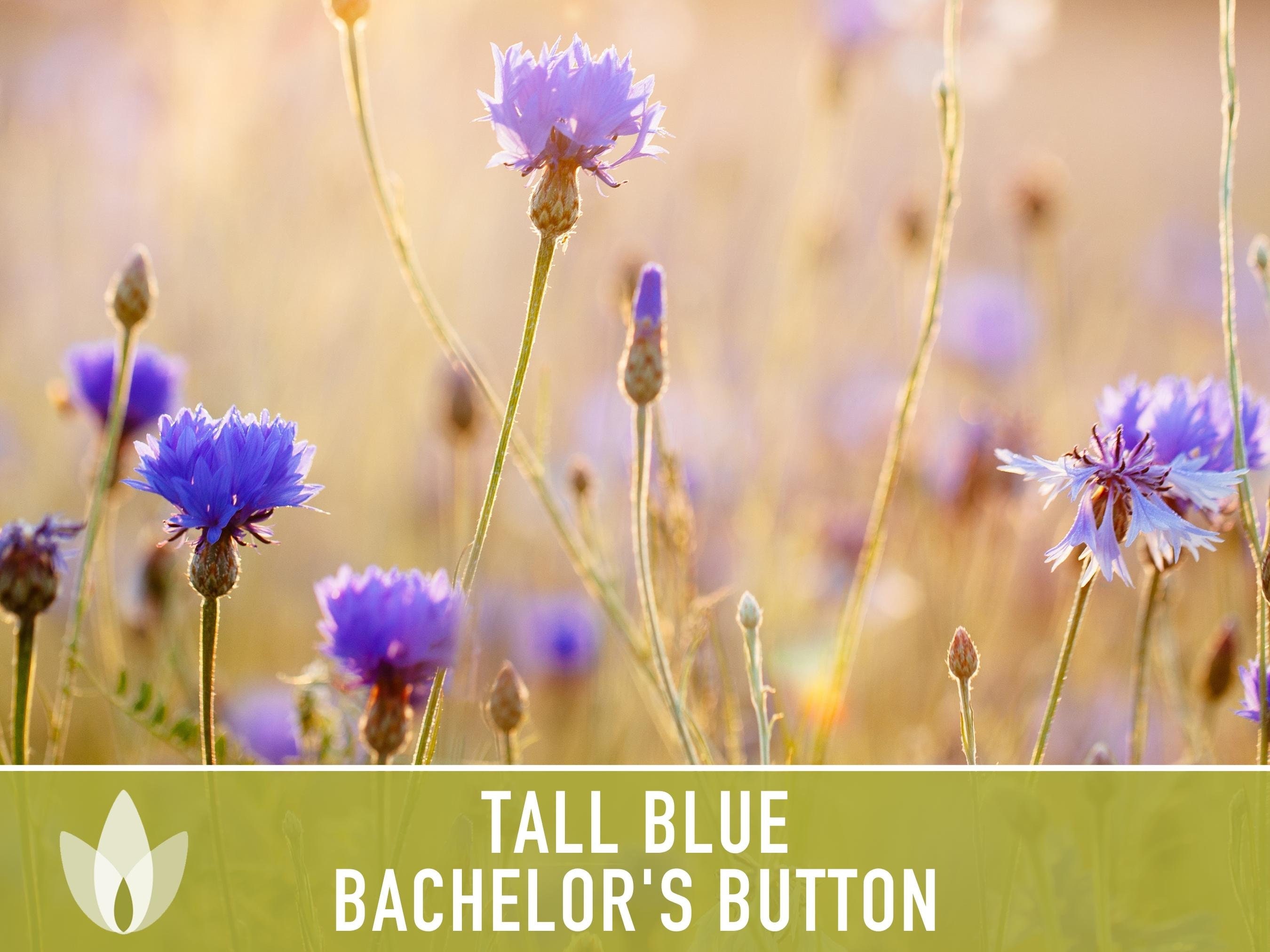 Bachelor's Buttons, 'Florist Blue Boy