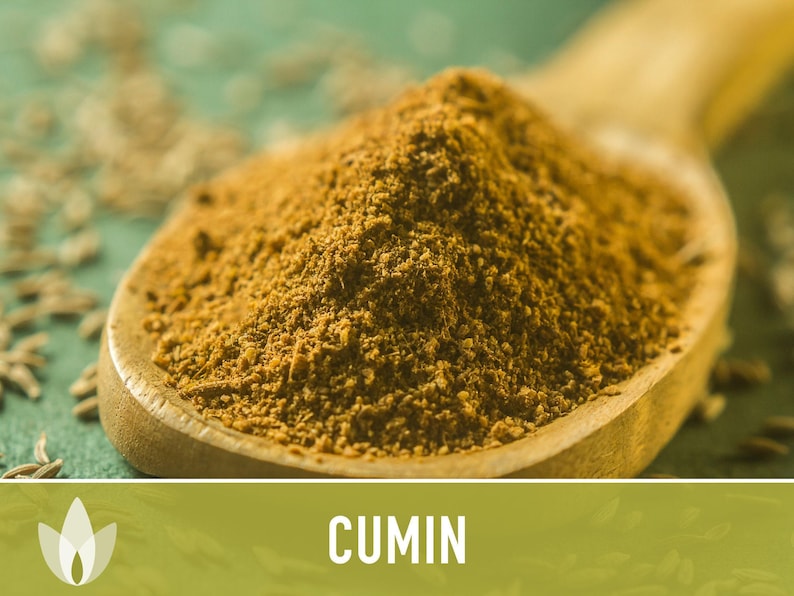 Cumin Herb Heirloom Seeds afbeelding 6