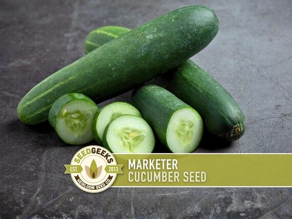 Marketer Cucumber Seeds | 30+ Seeds, Open-Pollinated, Non-GMO, Heirloom, AAS Winner, Slicing, Organic, Cucumis sativus