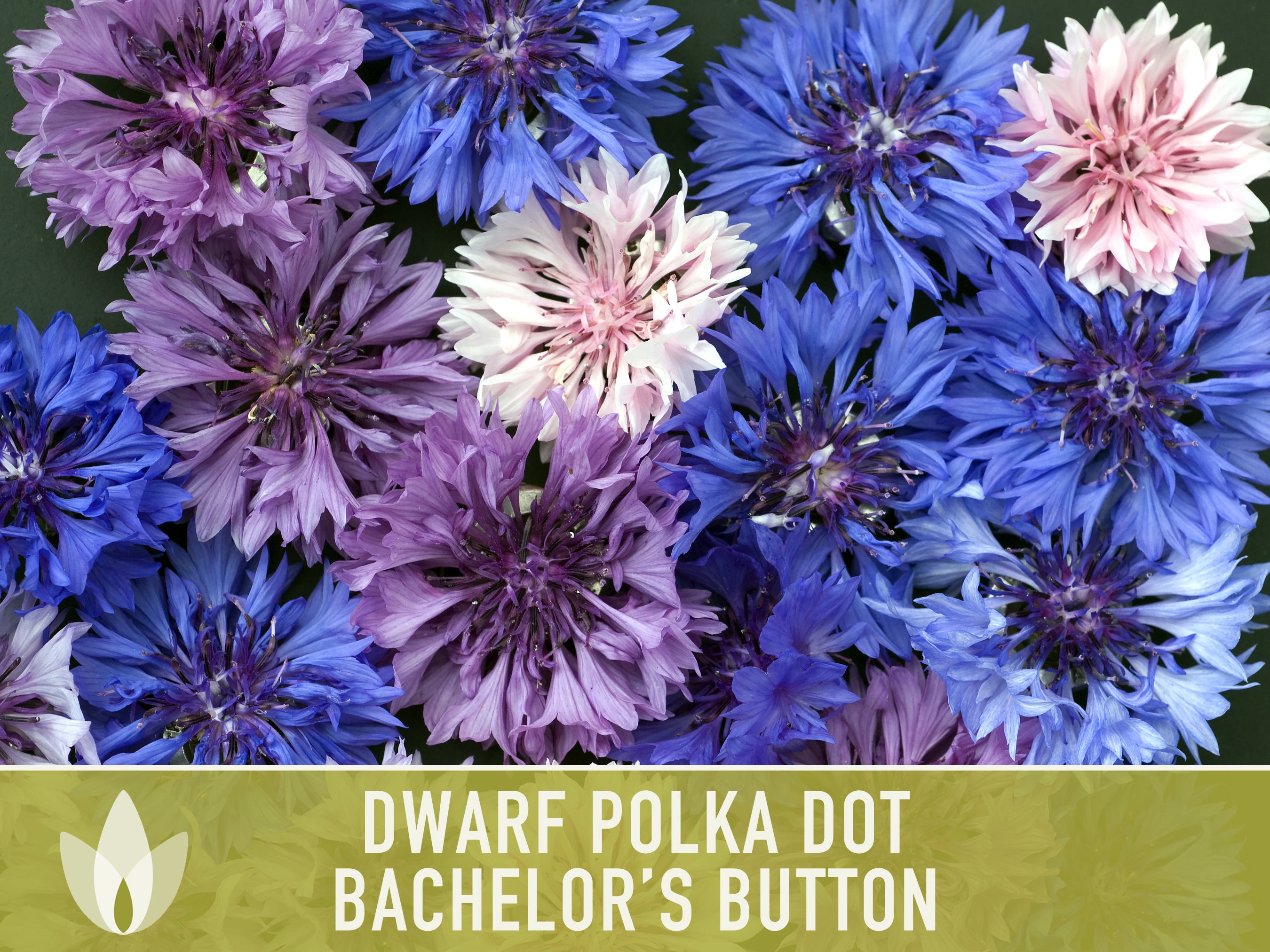 Bachelor Button Seeds, Dwarf Polka Dot Mix Bachelor Button Flower Seed