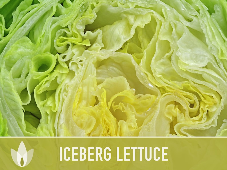 Iceberg Lettuce Heirloom Seeds Slow Bolt Heat Tolerant Etsy