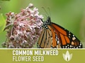 Milkweed, Asclepias Syriaca, Common Milkweed Seeds, Heirloom, Native, Flower Seeds