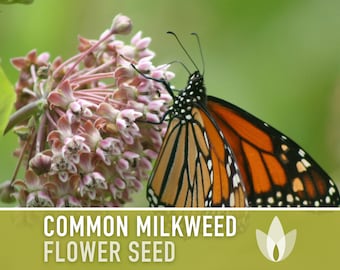 Milkweed, Asclepias Syriaca, Common Milkweed Seeds, Heirloom, Native, Flower Seeds