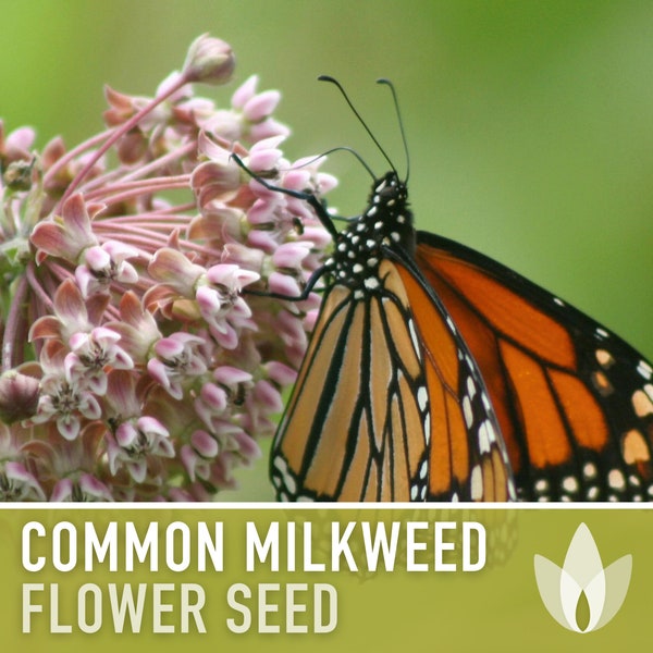 Milkweed, Asclepias Syriaca, Common Milkweed Seeds, Heirloom, Native, Flower Seeds