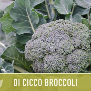 Di Cicco Broccoli Seeds Heirloom, Organic, Non-GMO image 7