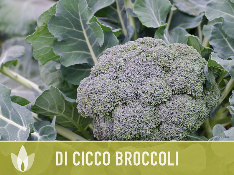 Di Cicco Broccoli Seeds Heirloom, Organic, Non-GMO image 7
