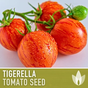 Tigerella Tomato Seeds - Heirloom Seeds, Slicing Tomato, Green Zebra, Salad Tomato, Solanum Lycopersicum, Open Pollinated, Non-GMO