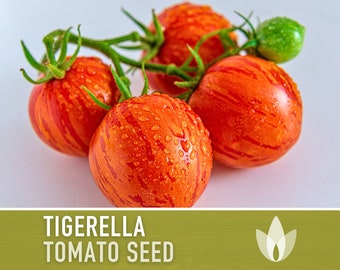 Tigerella Tomato Seeds - Heirloom Seeds, Slicing Tomato, Green Zebra, Salad Tomato, Solanum Lycopersicum, Open Pollinated, Non-GMO