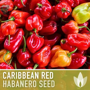Caribbean Red Habanero Pepper Heirloom Seeds - Salsa Garden, Hot Pepper, Hot Sauce, Open Pollinated, Non-GMO