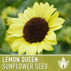 Lemon Queen Sunflower Heirloom Seeds, Flower Seeds