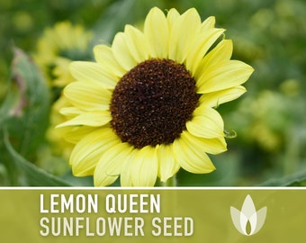 Lemon Queen Sunflower Heirloom Seeds, Flower Seeds