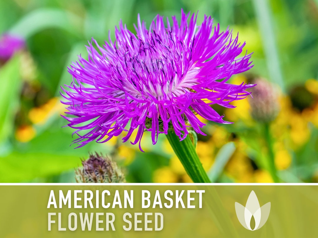 American Basket Flower Seeds Centaurea Americana Heirloom Etsy