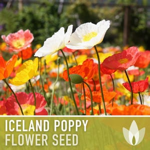 Iceland Poppy Seeds – Pastel Flower Mix, Pollinator Friendly image 3
