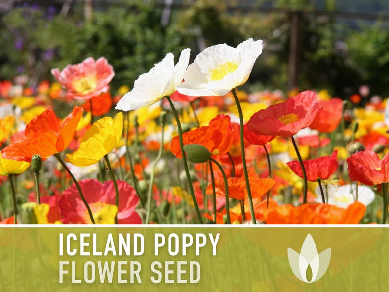 Iceland Poppy Seeds – Pastel Flower Mix, Pollinator Friendly image 3