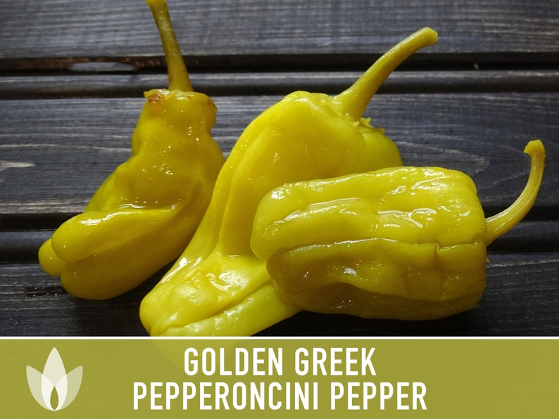Semillas De Pimiento Dorado Griego (Pepperoncini) – 50 Semillas De Capsicum Annuum – Seedville USA