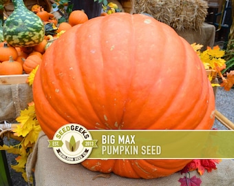 Big Max Pumpkin Seeds – Heirloom, Open Pollinated, Canning & Pie