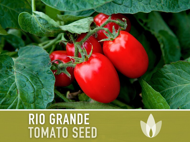 Rio Grande Tomato Seeds - Heirloom, Dry Climate, Paste & Sauce - Etsy