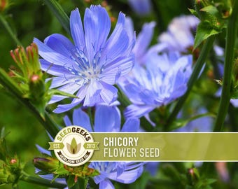 Chicory Wildflower Herb Seeds, Coffee Substitute