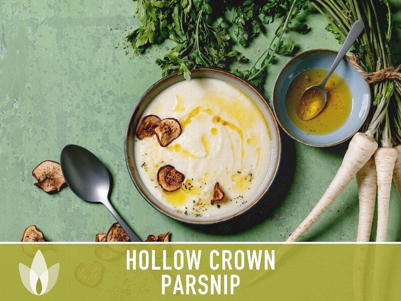 Hollow Crown Parsnip Heirloom Seeds - Non-GMO, Open Pollinated, Untreated, Root Vegetables, Fall Garden image 6