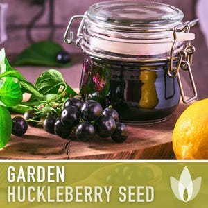Garden Huckleberry Seeds - Heirloom, Non-GMO | 20+ Seeds image 6