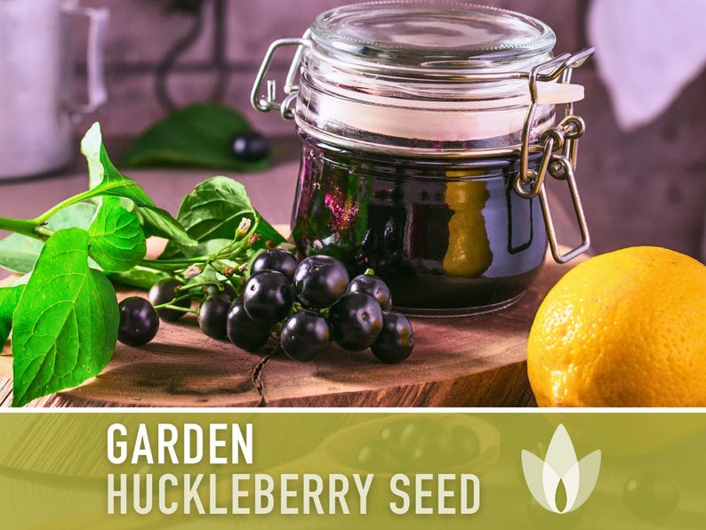 Garden Huckleberry Seeds - Heirloom, Non-GMO | 20+ Seeds image 6