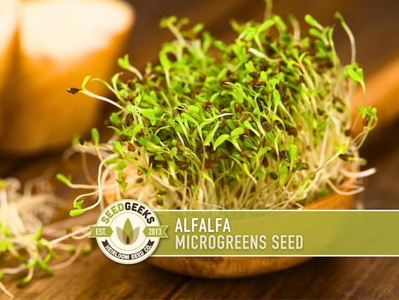 Alfalfa Sprouting Seeds - 1 Ounce, Non-GMO Microgreen Seeds