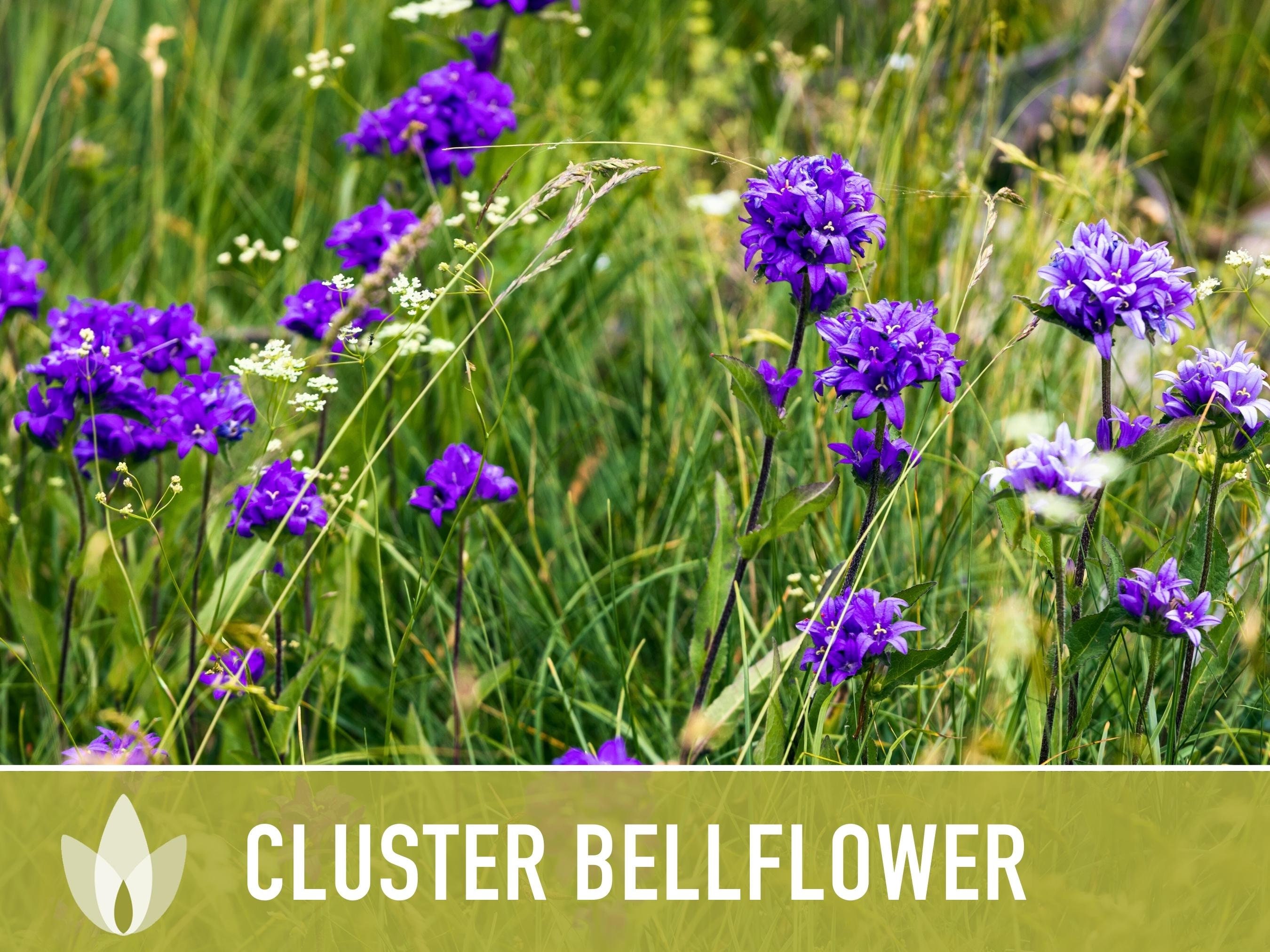 Cluster Bellflower Flower Seeds - Heirloom Seeds, Dwarf