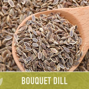 Bouquet Dill Herb Heirloom Seeds image 11