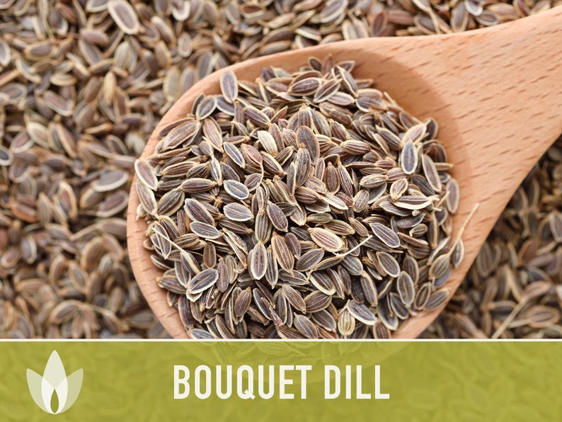Bouquet Dill Herb Heirloom Seeds image 11