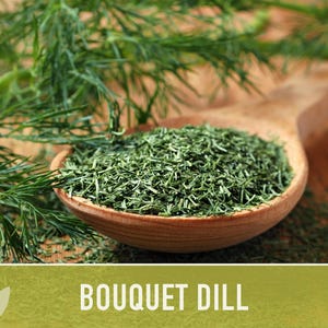 Bouquet Dill Herb Heirloom Seeds image 9