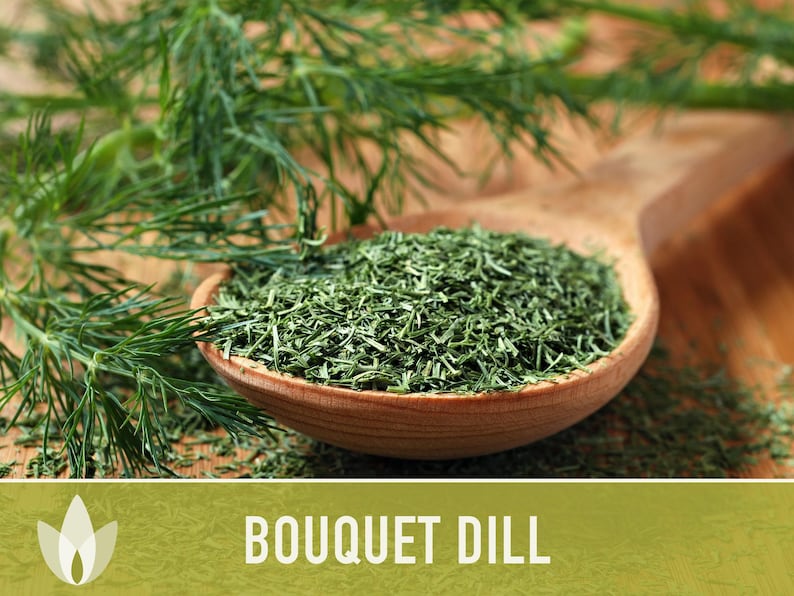 Bouquet Dill Herb Heirloom Seeds image 9
