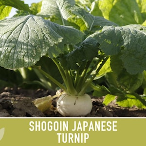 Shogoin Japanese Turnip Heirloom Seeds - Root Vegetables, Fall Garden, Microgreens, Container Garden, Non-GMO Bild 10