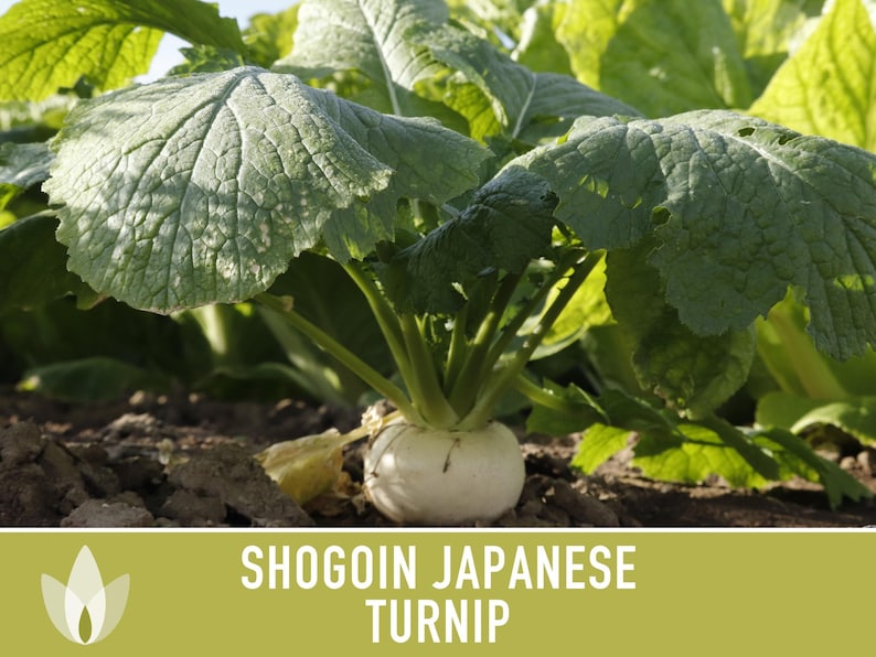 Shogoin Japanese Turnip Heirloom Seeds - Root Vegetables, Fall Garden, Microgreens, Container Garden, Non-GMO Bild 10
