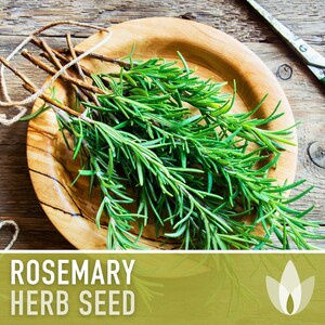 Semillas de Romero - Semillas tradicionales, Hierba culinaria, Hierba medicinal, Polinización abierta, Perenne, Rosmarinus Officinalis, Sin OMG imagen 8