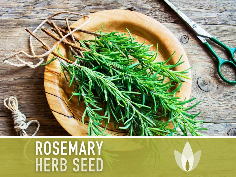 Semillas de Romero - Semillas tradicionales, Hierba culinaria, Hierba medicinal, Polinización abierta, Perenne, Rosmarinus Officinalis, Sin OMG imagen 8