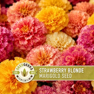 Strawberry Blonde Marigold Seeds | Peach Pink Yellow, Annual, Heat Tolerant | Tagetes patula
