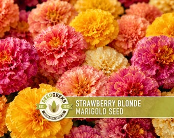 Strawberry Blonde Marigold Seeds | Peach Pink Yellow, Annual, Heat Tolerant | Tagetes patula