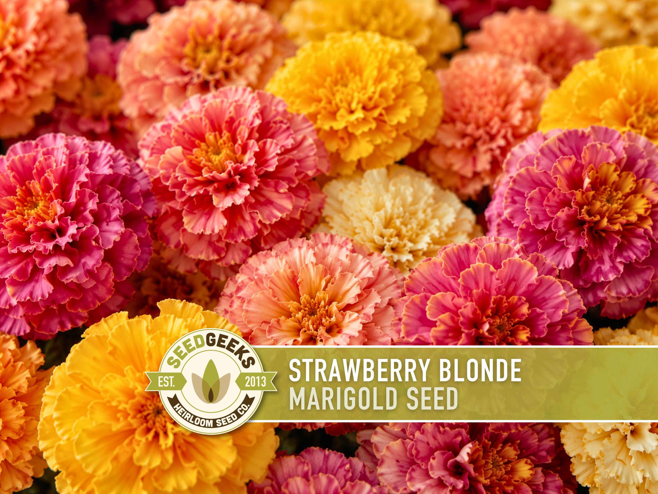Strawberry Blonde Marigold Seeds | Peach Pink Yellow, Annual, Heat Tolerant | Tagetes patula