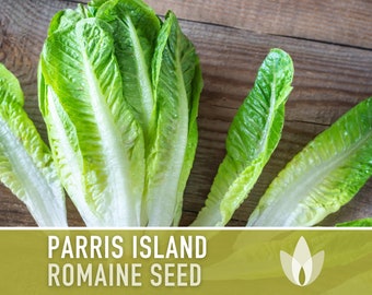 Parris Island Romaine Lettuce Heirloom Seeds