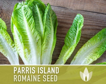 Parris Island Romaine Lettuce Heirloom Seeds