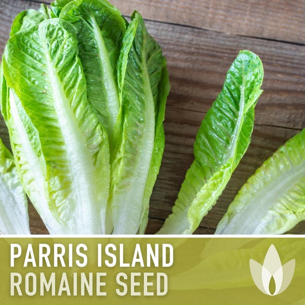 Parris Island Romaine Lettuce Heirloom Seeds