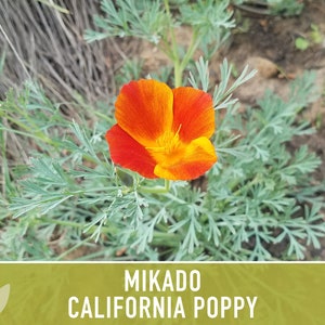 Mikado California Poppy Heirloom Seeds Flower Seeds, Cool Weather Seeds, Flowers, Flower Mix, California image 9