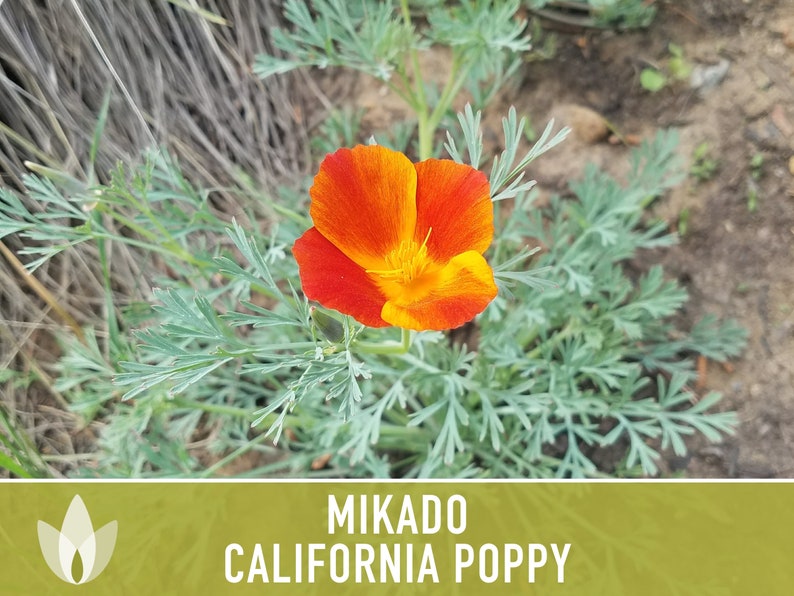 Mikado California Poppy Heirloom Seeds Flower Seeds, Cool Weather Seeds, Flowers, Flower Mix, California image 9