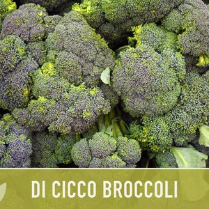 Di Cicco Broccoli Seeds Heirloom, Organic, Non-GMO image 2